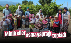 Minik öğrenciler asma yaprağı topladı