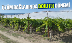 Üzüm bağlarında dolu tül yaygınlaşıyor