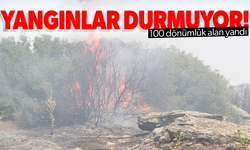 Adres yine Kula... 100 dönümlük alan küle döndü!