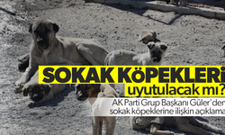 AK Parti Grup Başkanı Güler'den sokak köpeklerine ilişkin açıklama