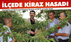 Selendi'de kiraz hasadı devam ediyor