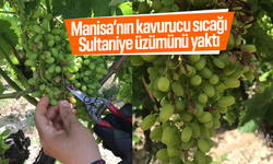 Manisa'nın sıcağı Sultaniye üzümlerini kavurdu