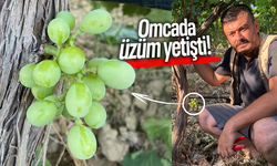 Omcada yetişen üzüm şaşırttı