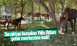 Yılkı atları çocuk parkına indi