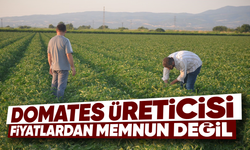 Domates üreticisine göre fiyatlar düşük...