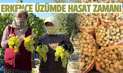 Erkence üzümde hasat başladı