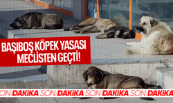 Başıboş sokak köpekleri düzenlemesi Meclis'te kabul edildi