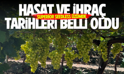 Superior Seedless üzümde hasat ve ihraç tarihleri belli oldu