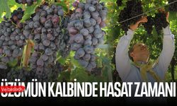 Manisa’da üzüm hasadı başladı