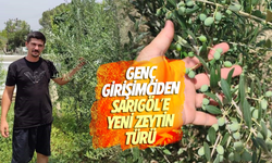 Genç girişimci Sarıgöl'e bodur zeytin türünü kazandırdı