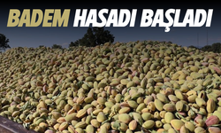 Selendi’de badem hasadı başladı