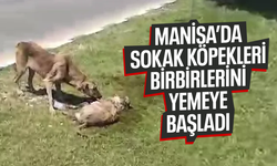 Manisa’da sokak köpekleri birbirlerini yiyor!