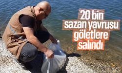 20 bin sazan yavrusu göletlere salındı