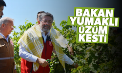 Bakan Yumaklı Manisa'da üzüm kesti