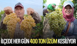 Sarıgöl’de her gün 400 ton üzüm kesiliyor