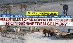 BU KANUN KİME ÇIKTI? MANİSA’DA SAHİPSİZ KÖPEKLER AZALACAĞI YERDE, NEDEN ARTIYOR?