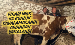 Firari inek 42 günlük kovalamacanın ardından yakalandı