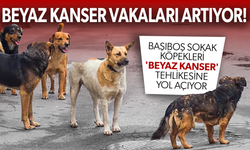 Başıboş sokak köpekleri 'beyaz kanser' tehlikesine yol açıyor