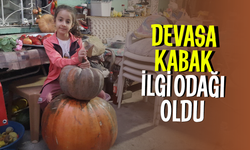 Devasa kabak ilgi odağı oldu