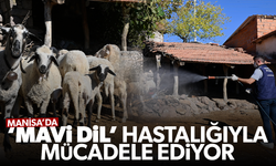 Manisa’da ‘Mavi Dil’ hastalığıyla mücadele ediliyor