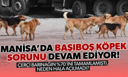 MANİSA'DA BAŞIBOŞ KÖPEK SORUNU DEVAM EDİYOR! ÇERÇİ BARINAĞIN %70'İNİ TAMAMLAMIŞTI, NEDEN HALA AÇILMADI?