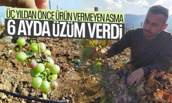 Üç yıldan önce ürün vermeyen asma 6 ayda üzüm verdi