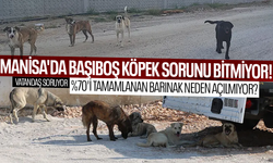 Manisa'da başıboş köpek sorunu bitmiyor! %70'i tamamlanan barınak neden açılmıyor?