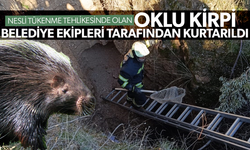 Nesli tükenmekte olan oklu kirpiler belediye ekipleri tarafından kurtarıldı