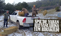 Spil’de yaban hayatı unutulmadı