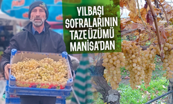 Yılbaşı sofralarının taze üzümü Manisa'dan