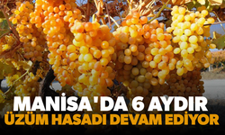 Manisa’da 6 aydır üzüm hasadı devam ediyor