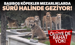 Başıboş köpekler mezarlıklarda sürü halinde geziyor!