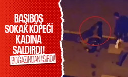 Başıboş sokak köpeği bir kadına saldırıp boğazından ısırdı!