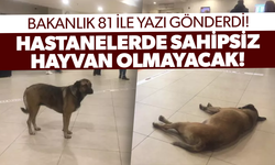 Bakanlık 81 ile yazı gönderdi: Hastanelerde sahipsiz hayvan olmayacak