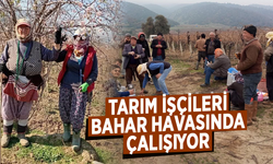 Tarım işçileri bahar havasında çalışıyor