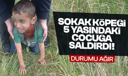 Sokak köpeği saldırısı: 5 yaşındaki çocuğun durumu ağır!