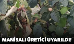Manisalı üreticiye uyarı geldi... ‘Ateş yanığı’na dikkat!