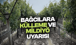Bağcılara külleme ve mildiyö hastalığı uyarısı