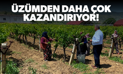Üzümden daha çok kazandırıyor!