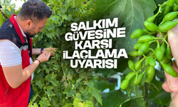 Salkım güvesine karşı ilaçlama uyarısı