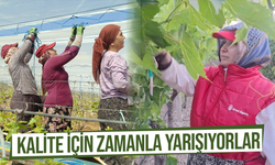 Sultaniye üzümünde kalite için zamanla yarışıyorlar