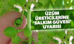 Üzüm üreticilerine ‘Salkım Güvesi’ uyarısı