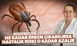 Kene ne kadar erken çıkarılırsa hastalık riski o kadar azalır