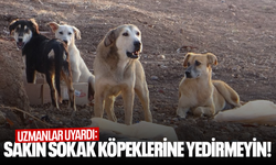 Uzmanlar uyardı: Sakın sokak köpeklerine yedirmeyin!