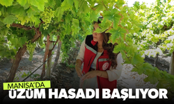 Manisa’da üzüm hasadı ve ihracatı başlıyor