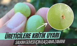Salkım güvesi için ilaçlama zamanı!