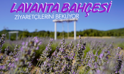 Manisa'da lavanta bahçesi ziyaretçilerini bekliyor