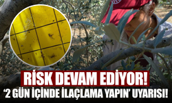 ‘2 gün içinde ilaçlama yapın’ uyarısı! Zeytin sineği tehdidi sürüyor…