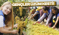 Gönüllü gençler üzüm kesti, üretimi yerinde öğrendi