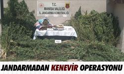 Gördes’te jandarmadan kenevir operasyonu